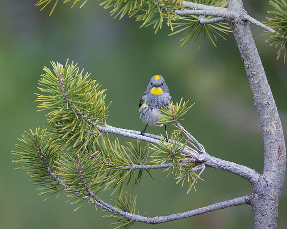 Yellow-rumped Warbler