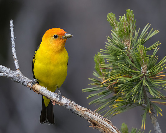 Western Tanager