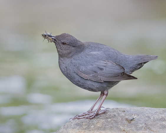 American Dipper