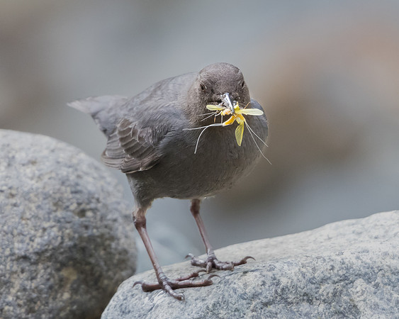 American Dipper