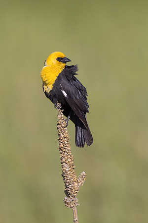 Yellow-headed Blackbird