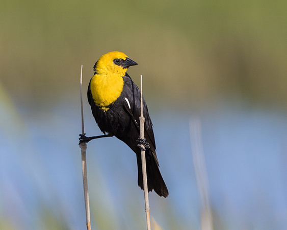 Yellow-headed Blackbird
