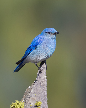 Mountain Bluebird
