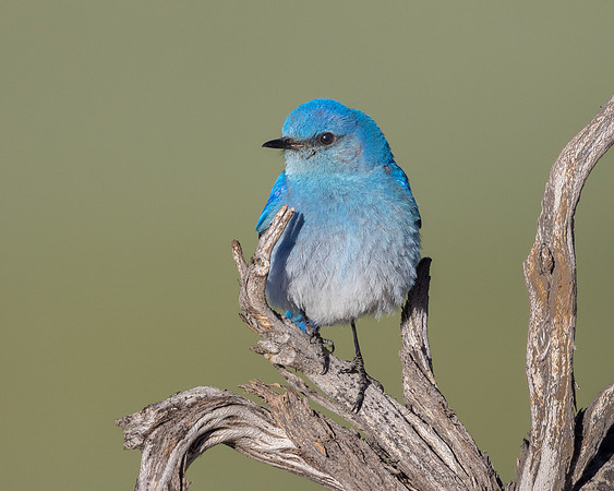 Mountain Bluebird