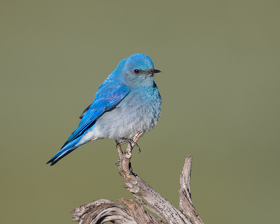 Mountain Bluebird