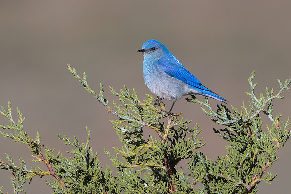 Mountain Bluebird