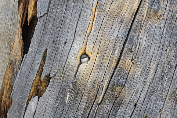 Pygmy Nuthatch, at nest