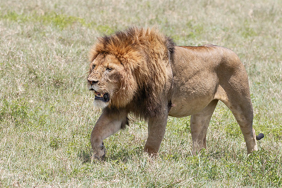 Lion