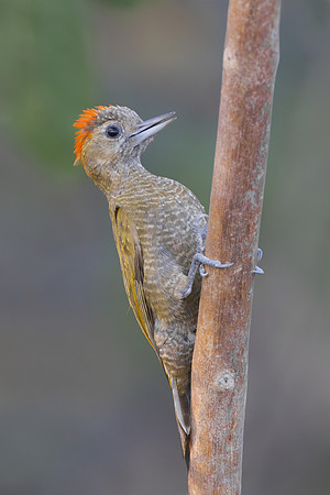 Little Woodpecker