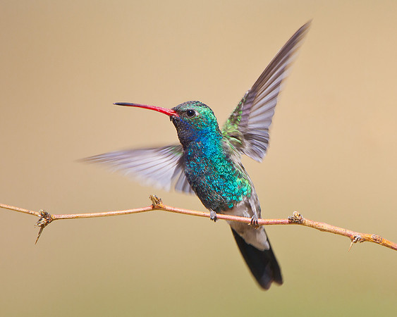 Broad-billed Hummingbird, wings upraised