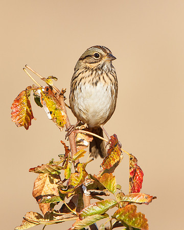 Lincoln's Sparrow