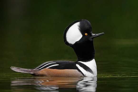 Hooded Merganser, courtship display