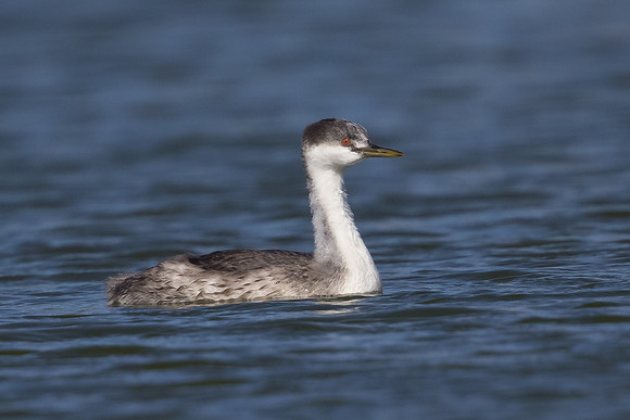 Western Grebe, juvenile