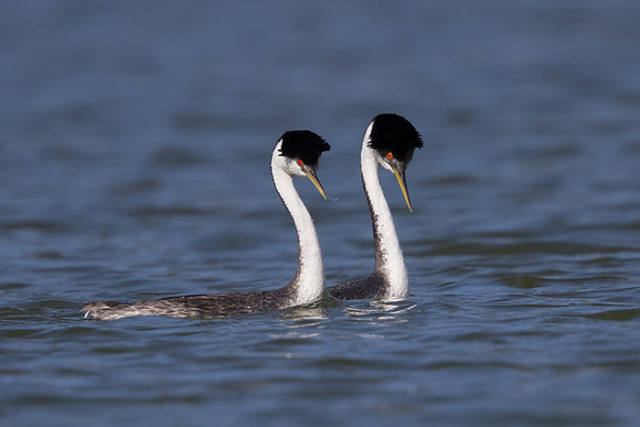 Western Grebes, courtship display