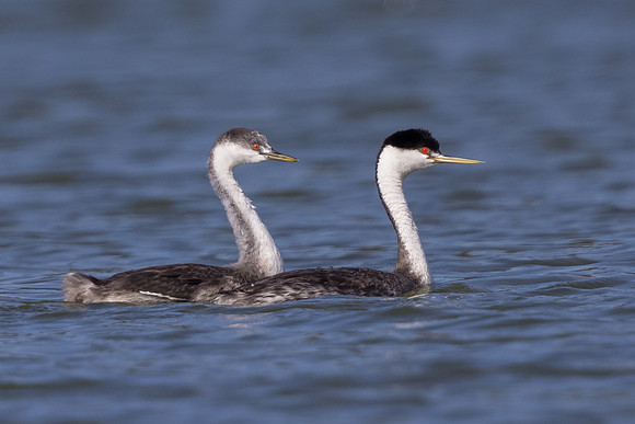 Western Grebes, adult and juvenile