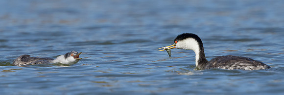Western Grebes, juvenile about to be fed