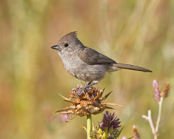 Oak Titmouse