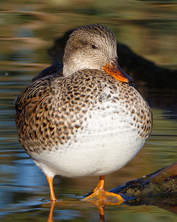 Gadwall