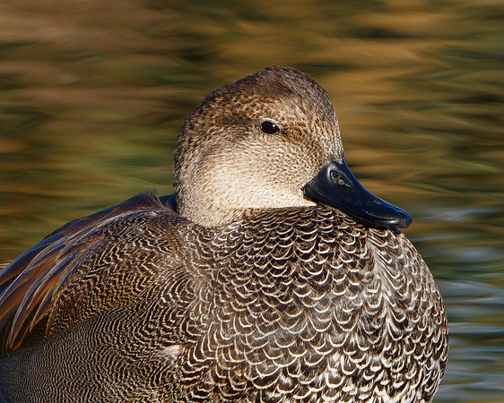 Gadwall
