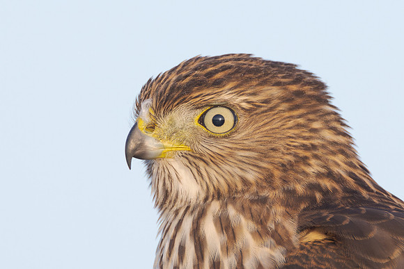 Cooper's Hawk