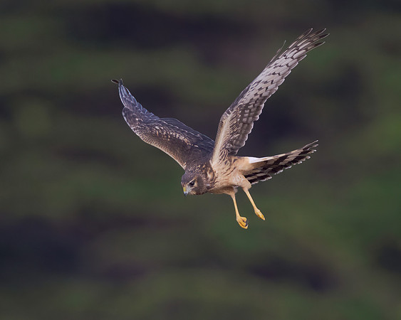 Northern Harrier