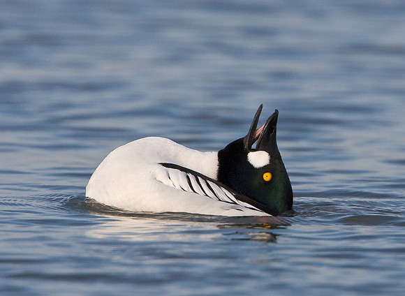 Common Goldeneye, courtship display