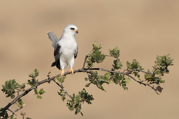 White-tailed Kite
