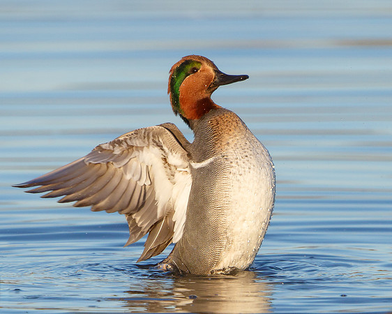 Green-winged Teal