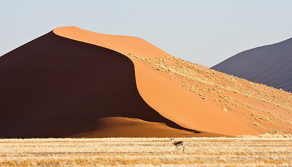 Springbok & dunes