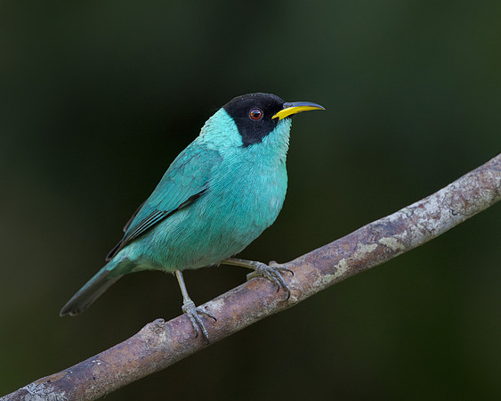 Green Honeycreeper