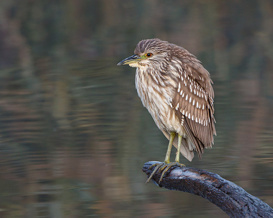 Black-crowned Night Heron, juvenile