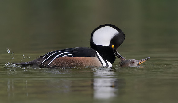Hooded Mergansers, mating