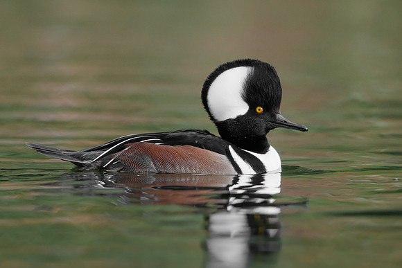 Hooded Merganser