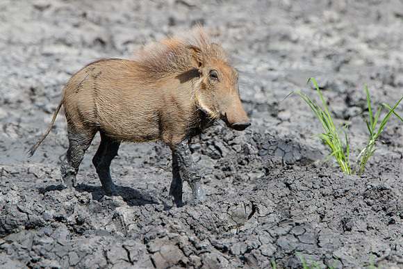 Warthod, juvenile