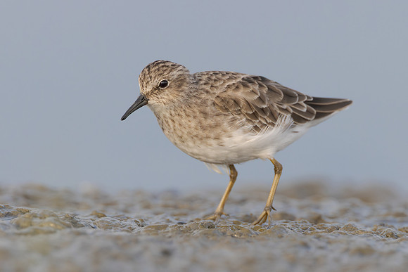 Least Sandpiper