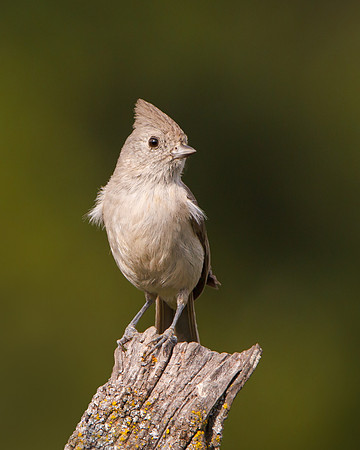 Oak Titmouse