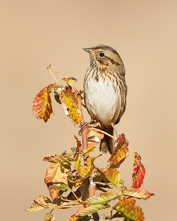 Lincoln's Sparrow
