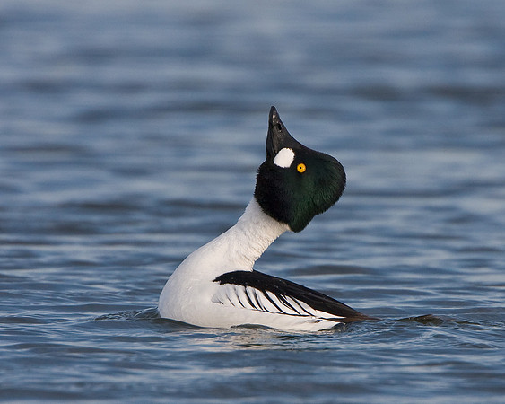 Common Goldeneye, courtship display