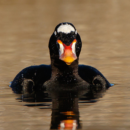 Surf Scoter