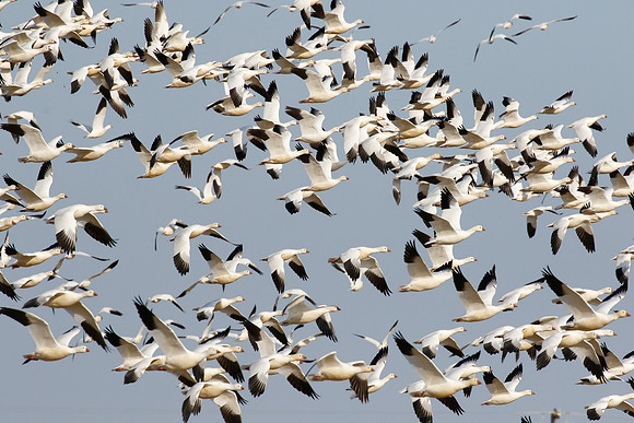 Ross's Geese