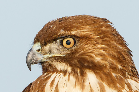 Red-tailed Hawk