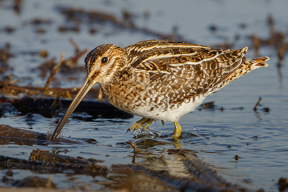 Wilson's Snipe