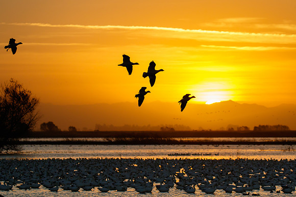 Ross's Geese
