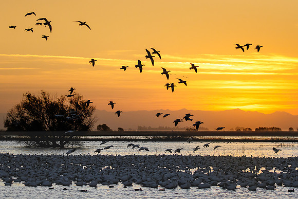 Ross's Geese