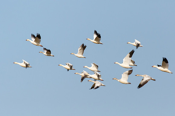Ross's Geese