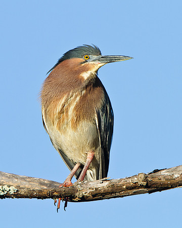 Green Heron