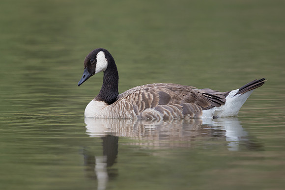 Canada Goose