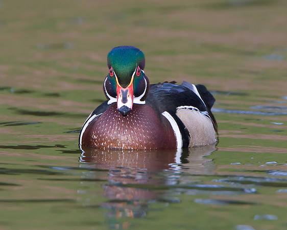 Wood Duck, male
