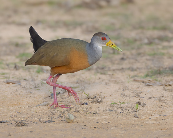 Gray-cowled Wood-Rail