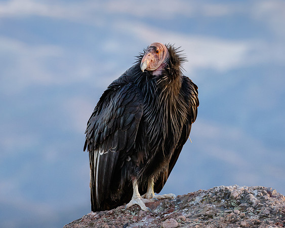California Condor
